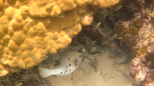 Underwater Video of Blackspotted Puffer Hiding Among Coral Reefs in Andaman Sea