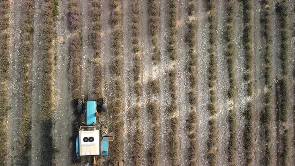 Aerial Drone View of a Tractor Harvesting Flowers in a Lavender Field