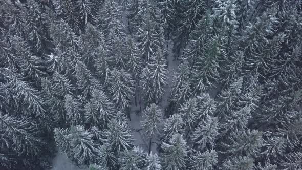 Aerial View Over Winter Forest