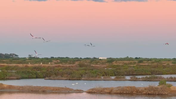 Greater Flamingos in Ria Formosa National Park Algarve Portugal