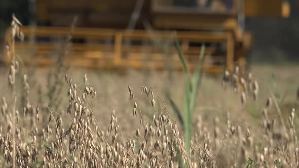 Harvesting Oat Crop