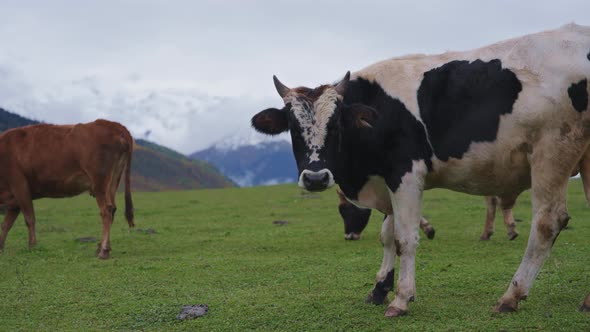 Herd of cattle grazing in the mountains