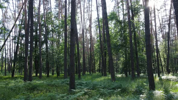 Beautiful Green Forest on a Summer Day Slow Motion