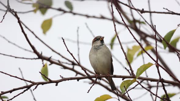 Beautiful Sparrow Bird Perched On Twigs In The Wild Habitat. Closeup, Selective Focus