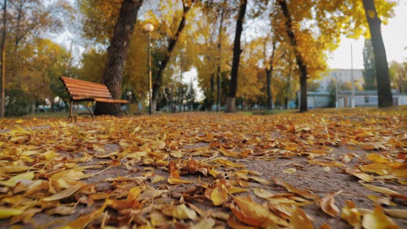 Beautiful Colorful Leaves Lies on the Road in the Autumn Park. Bench in Autumn Park.