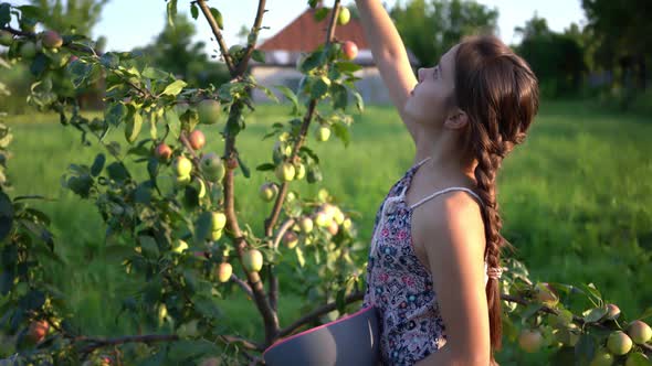 Young Attractive Girl Collecting Apples Harvest in Garden.