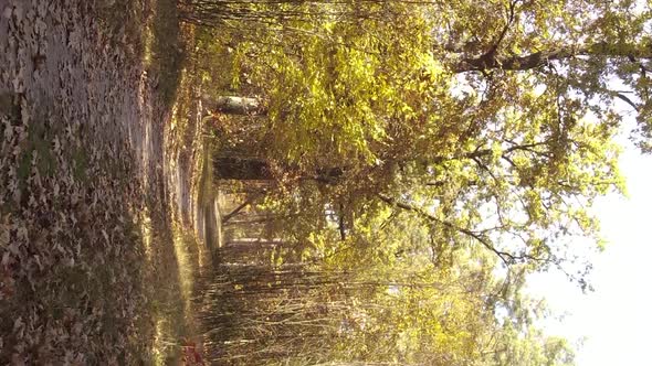 Vertical Video of a Forest with Many Trees in Autumn