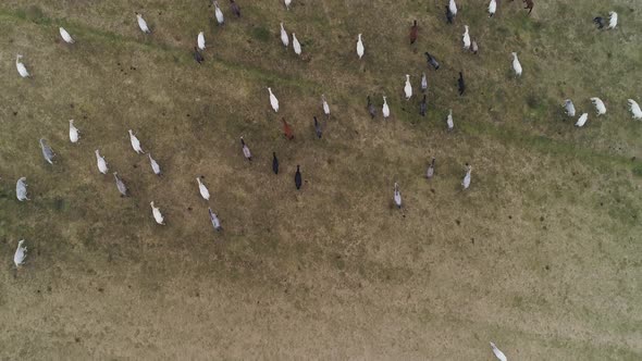 Top down view of Lipizzaner horses on the open field in the morning