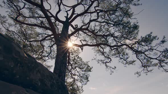 Silhouette of a Lonely Tree at Sunset. The Sun's Rays Shine Through the Branches of Trees