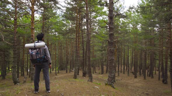 Pine forest nature walk.