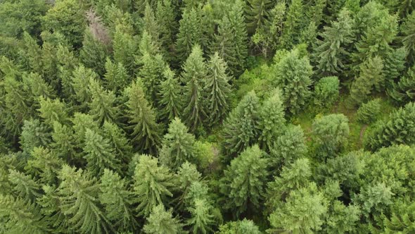 Texture of Green Fir Trees Aerial View