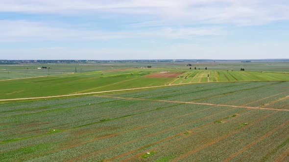 Agricultural Land with Green Crops From Above