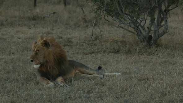 Male African lion at rest in bush