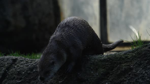 otter jumps into water epic slow motion