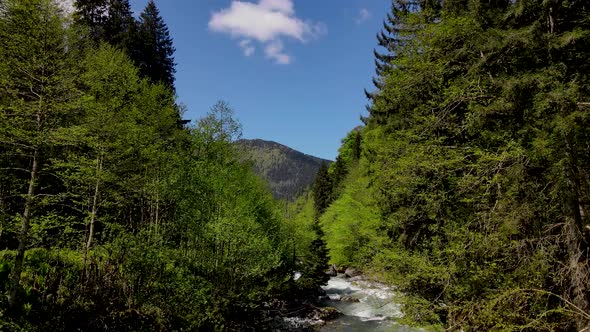 Rainforests And River