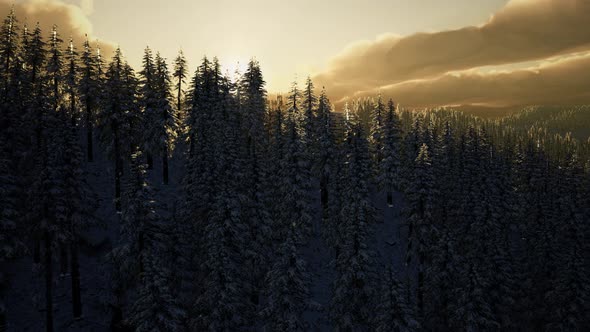 Majestic Winter Landscape Glowing By Sunlight