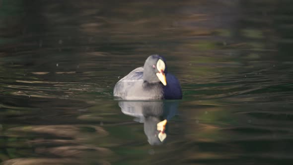 Red-gartered coot swimming on the lake surface towards the camera