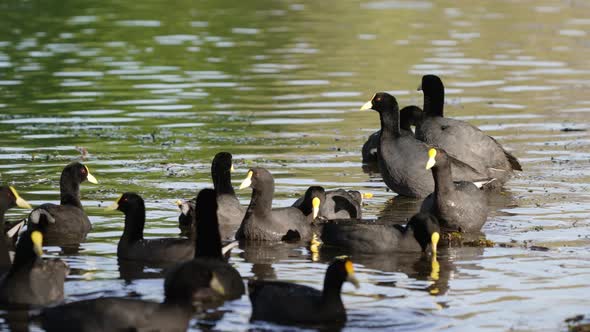 Close up static shot of a large flock of white-winged coot, fulica leucoptera foraging on the side o