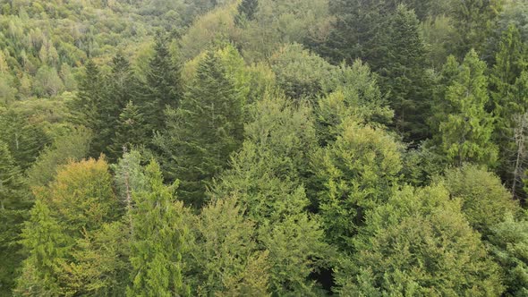 Forest in the Mountains. Aerial View of the Carpathian Mountains in Autumn. Ukraine