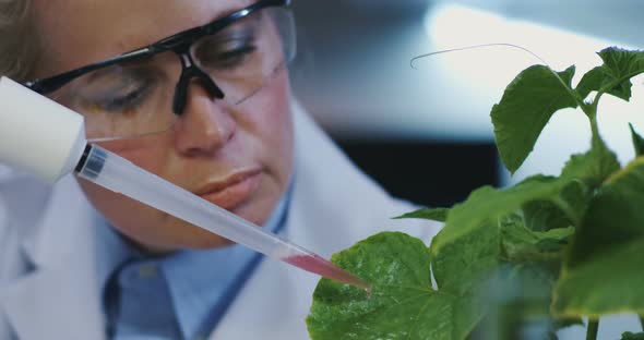 Scientist Dropping Liquid Onto Leaves