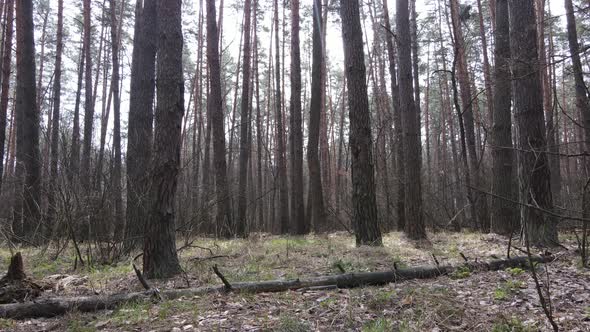 Trees in a Pine Forest During the Day Aerial View