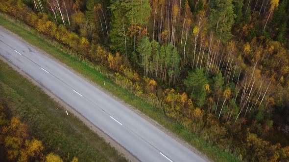 Beautiful aerial footage, flying over colorful autumn forest with yellow birches and firs, empty con