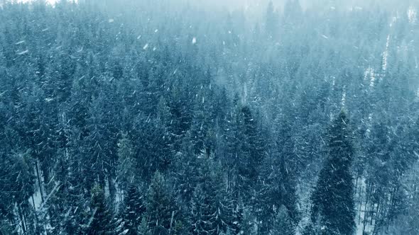 Winter Forest Mountains Storm Ice Cold Aerial Tree