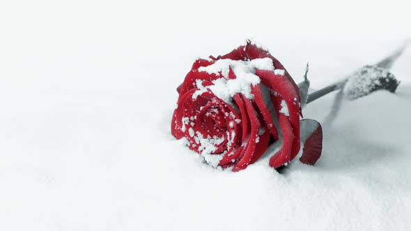 Red Rose On Snow Monochrome