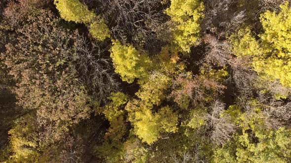 Aerial View Beautiful Autumn Forest with Yellow and Red Trees. Autumn in Forest, Aerial Top View