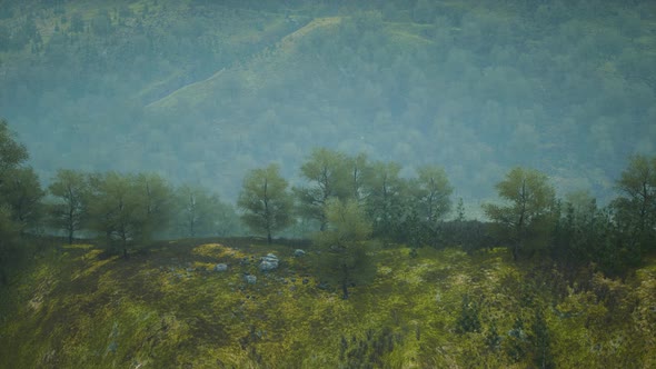 Small Green Trees on Hills in Fog