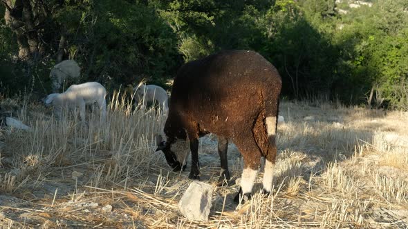 Sheep Grazing