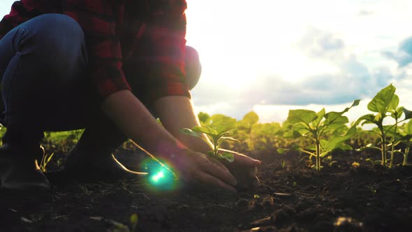 Farmer Hand Holding Leaf of Cultivated Plant