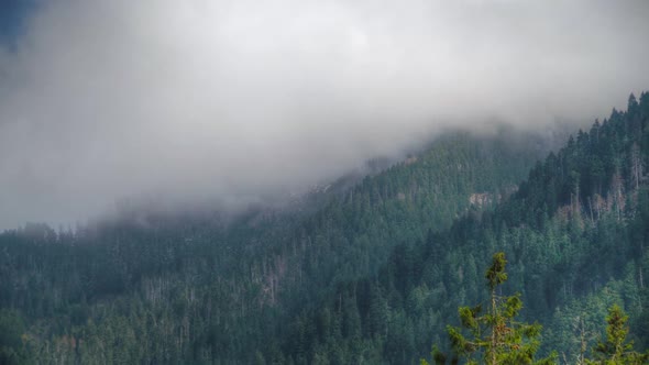 8K Pine Forest Covered Valley in the Mountains