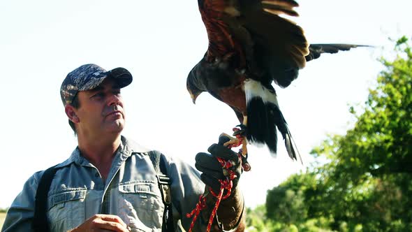 Falcon eagle perching on mans hand