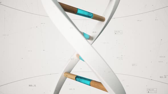 The Structure of the Human DNA Rotates