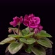 Time Lapse of Growing and Opening Magenta Saintpaulia African Violet - VideoHive Item for Sale