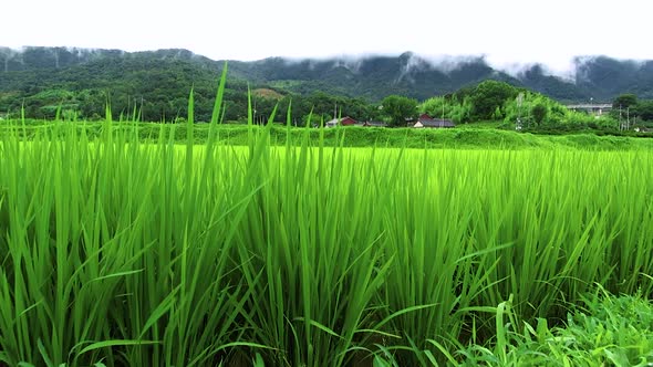 Korean rice field in rural town.