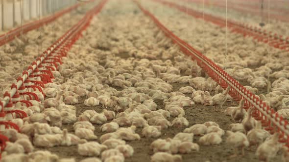 Feeding of broiler chickens, modern chicken breeding.