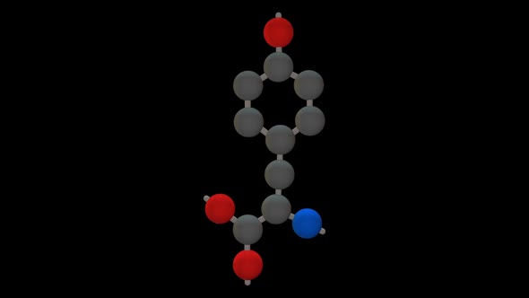 L-tyrosine - Amino acid model