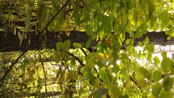 Vertical Video of a Forest Landscape on an Autumn Day in Ukraine