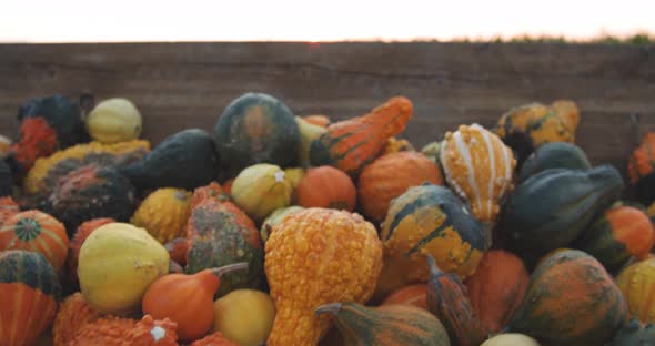 Pile of ornamental pumpkins in front of a corn field - cameraes to close up