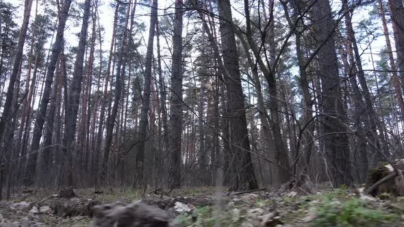 Trees in a Pine Forest During the Day Aerial View