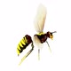 Flying Bee - VideoHive Item for Sale