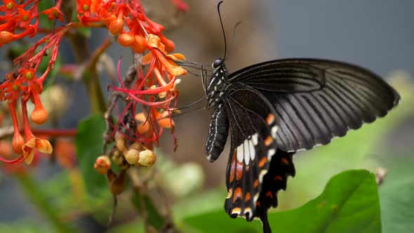 Black Swallowtail Butterfly on the Flower