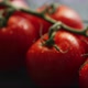 Ripe Red Cherry Tomatoes on Branch - VideoHive Item for Sale
