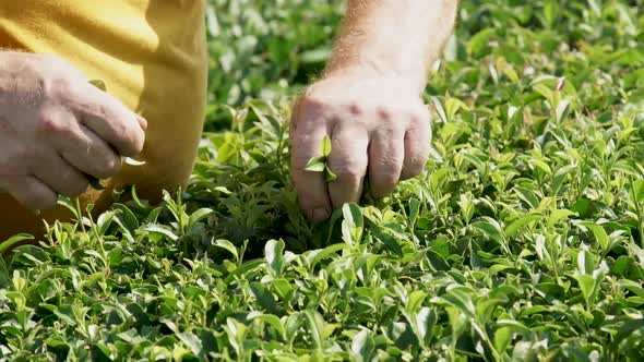 Farmer Harvest Green Tea Leaf in the Plant