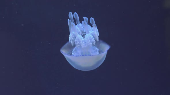 Underwater View of Barrel Jellyfish