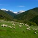 Sheep Grazing On The Mountain - VideoHive Item for Sale