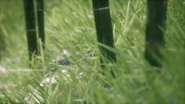 Fresh Green Grass on the Forest