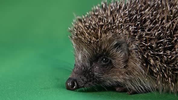 Hedgehog on a Green Background